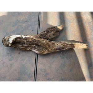 Natural Driftwood for Plants Terrarium Taxidermy Art Projects